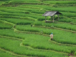 Peran Konsumen dalam Ketahanan Pangan: Mengapa Produk Lokal Harus Jadi Pilihan?