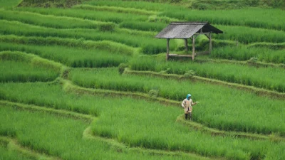 Peran Konsumen dalam Ketahanan Pangan Mengapa Produk Lokal Harus Jadi Pilihan