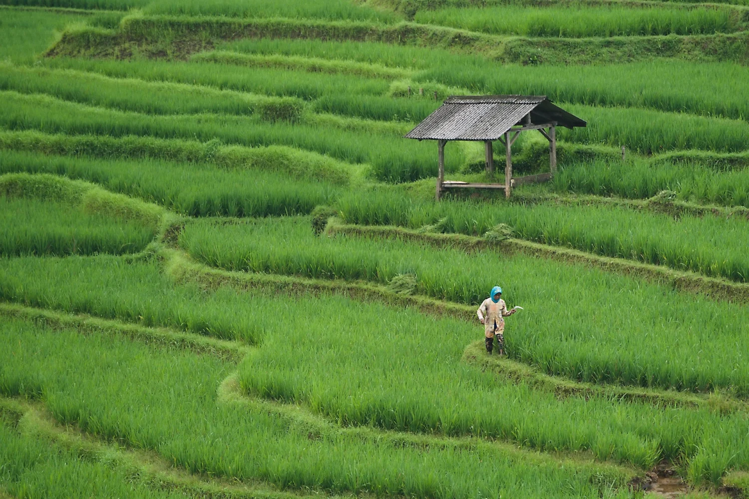 Peran Konsumen dalam Ketahanan Pangan Mengapa Produk Lokal Harus Jadi Pilihan